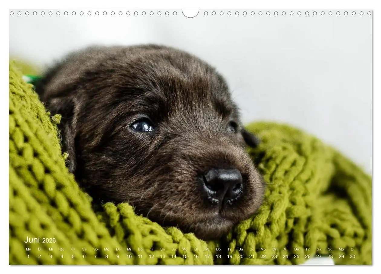 Bild: 9783457551387 | Verzauberung Labrador Retriever 2026 (Wandkalender 2026 DIN A3...