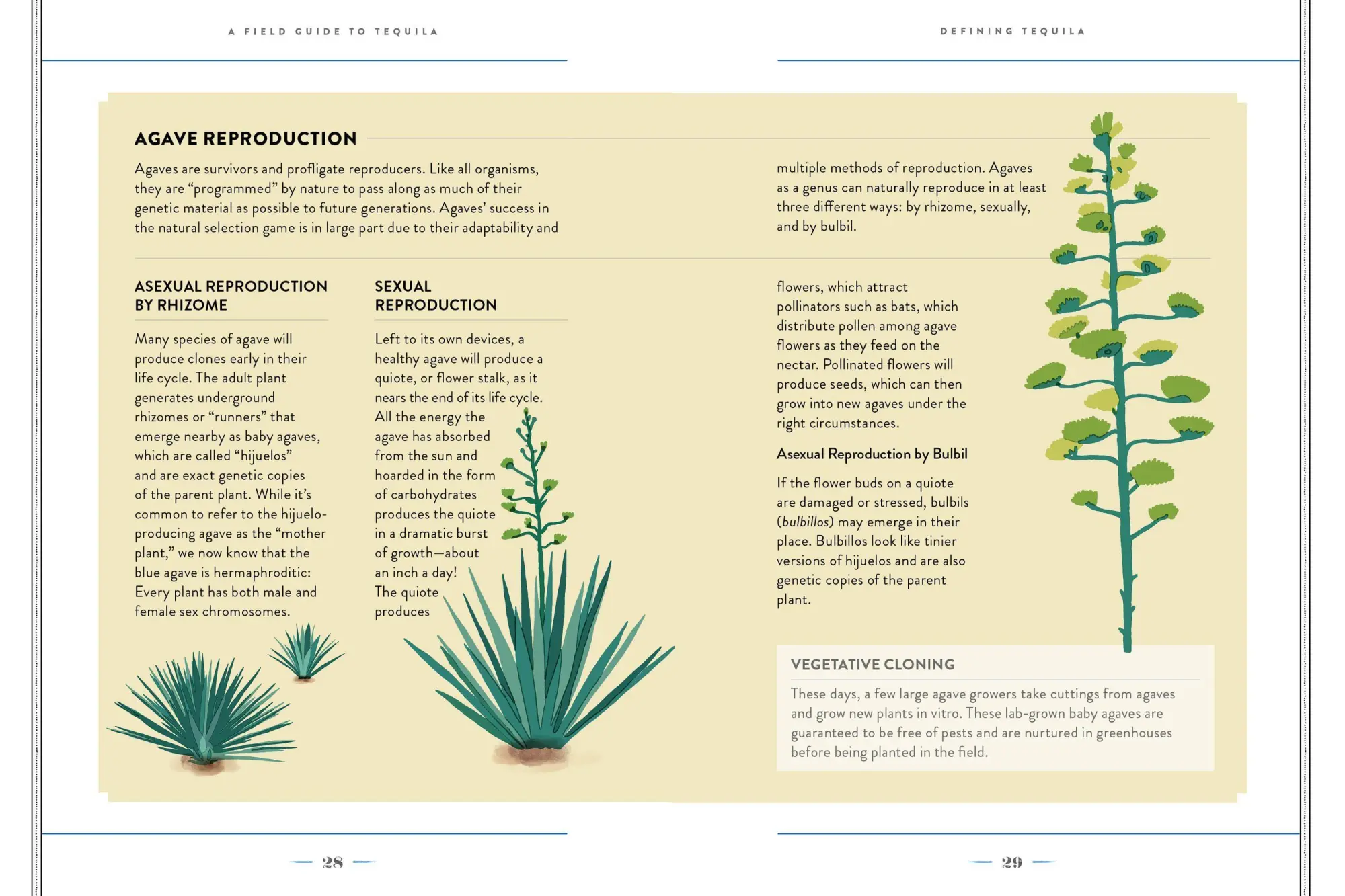 Bild: 9781648291487 | A Field Guide to Tequila | Clayton J. Szczech | Buch | Gebunden | 2023