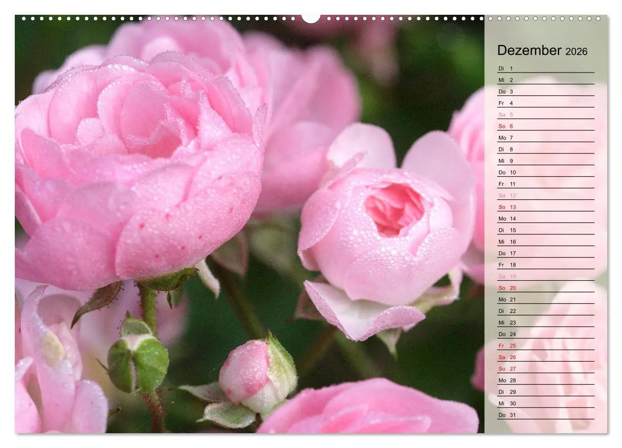 Bild: 9783457381687 | Rosensommer (hochwertiger Premium Wandkalender 2026 DIN A2 quer),...