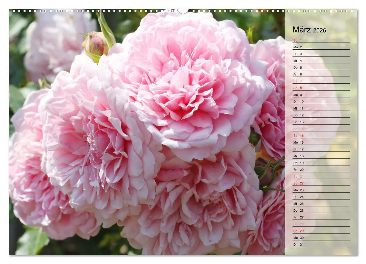 Bild: 9783457381687 | Rosensommer (hochwertiger Premium Wandkalender 2026 DIN A2 quer),...