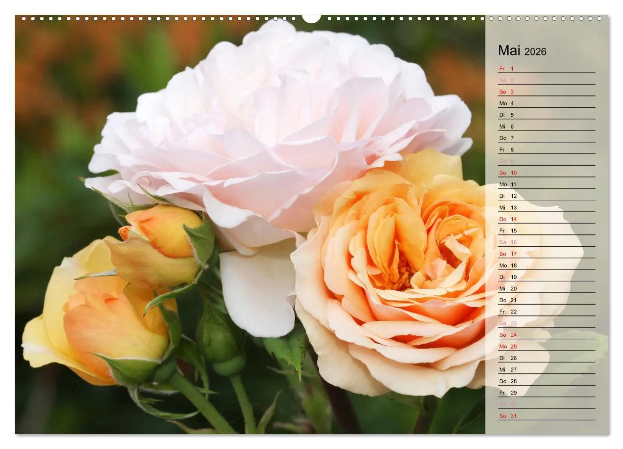 Bild: 9783457381687 | Rosensommer (hochwertiger Premium Wandkalender 2026 DIN A2 quer),...