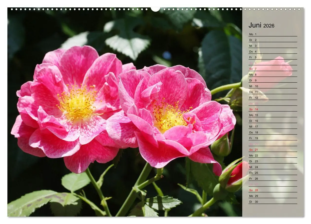 Bild: 9783457381687 | Rosensommer (hochwertiger Premium Wandkalender 2026 DIN A2 quer),...