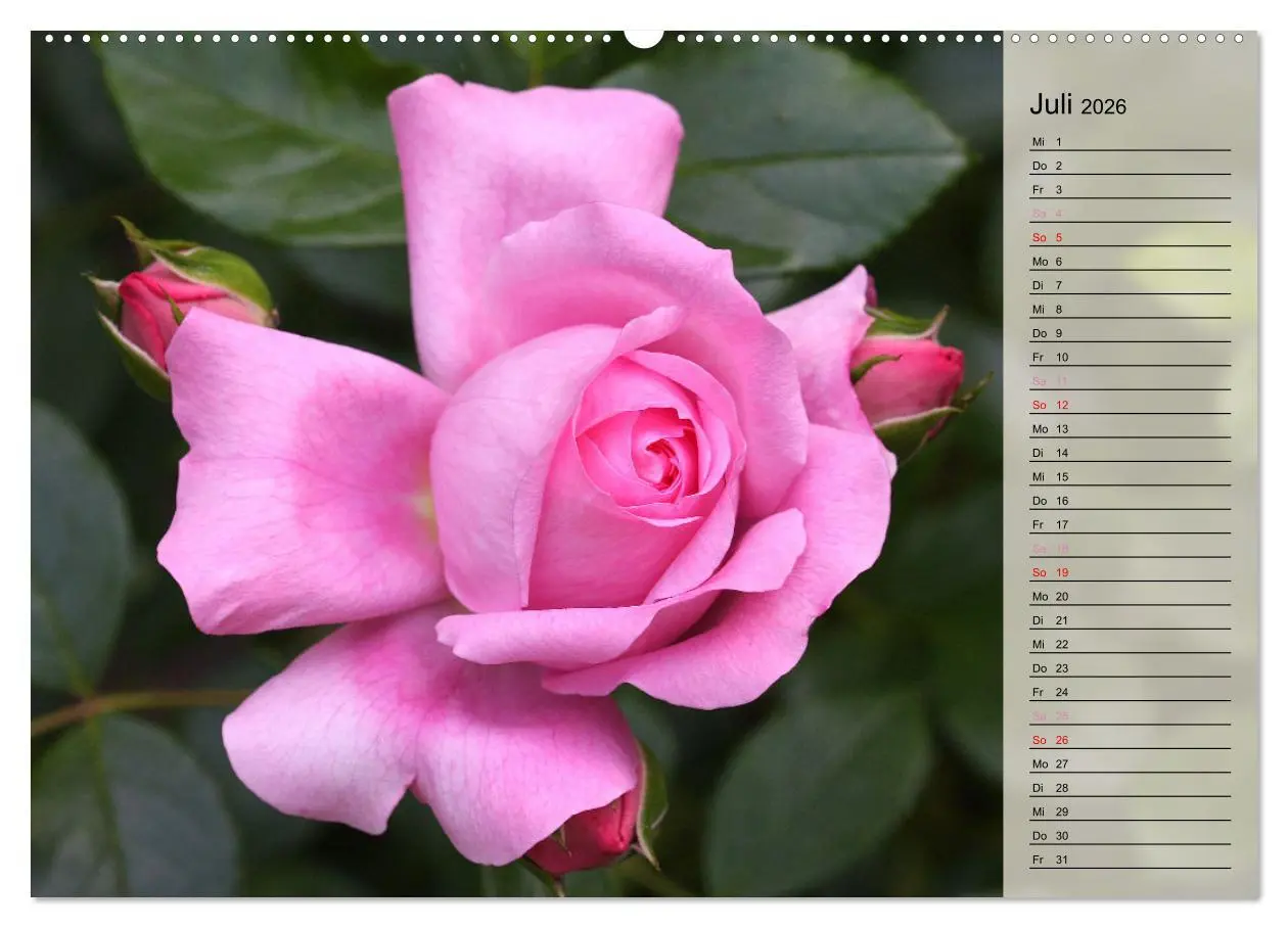 Bild: 9783457381687 | Rosensommer (hochwertiger Premium Wandkalender 2026 DIN A2 quer),...
