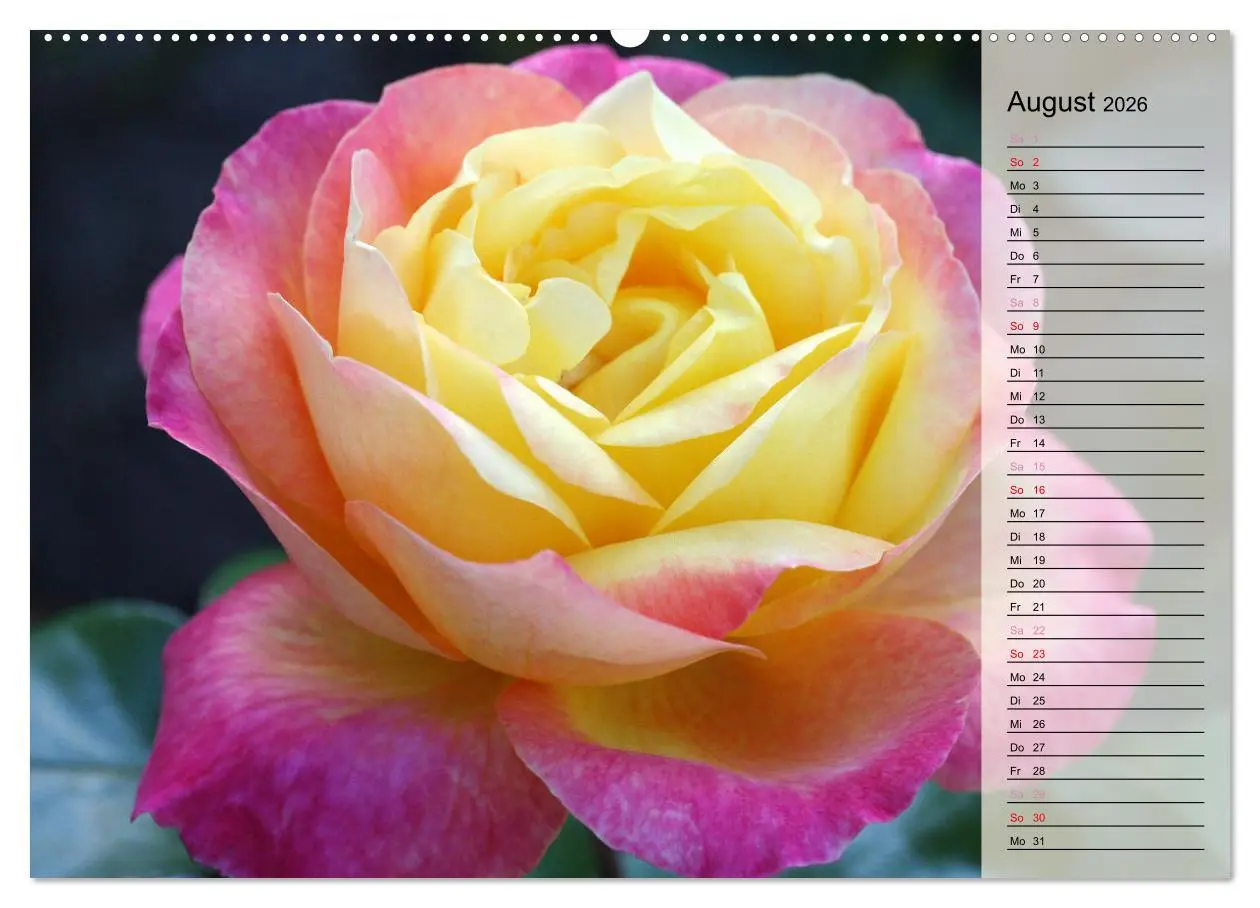 Bild: 9783457381687 | Rosensommer (hochwertiger Premium Wandkalender 2026 DIN A2 quer),...