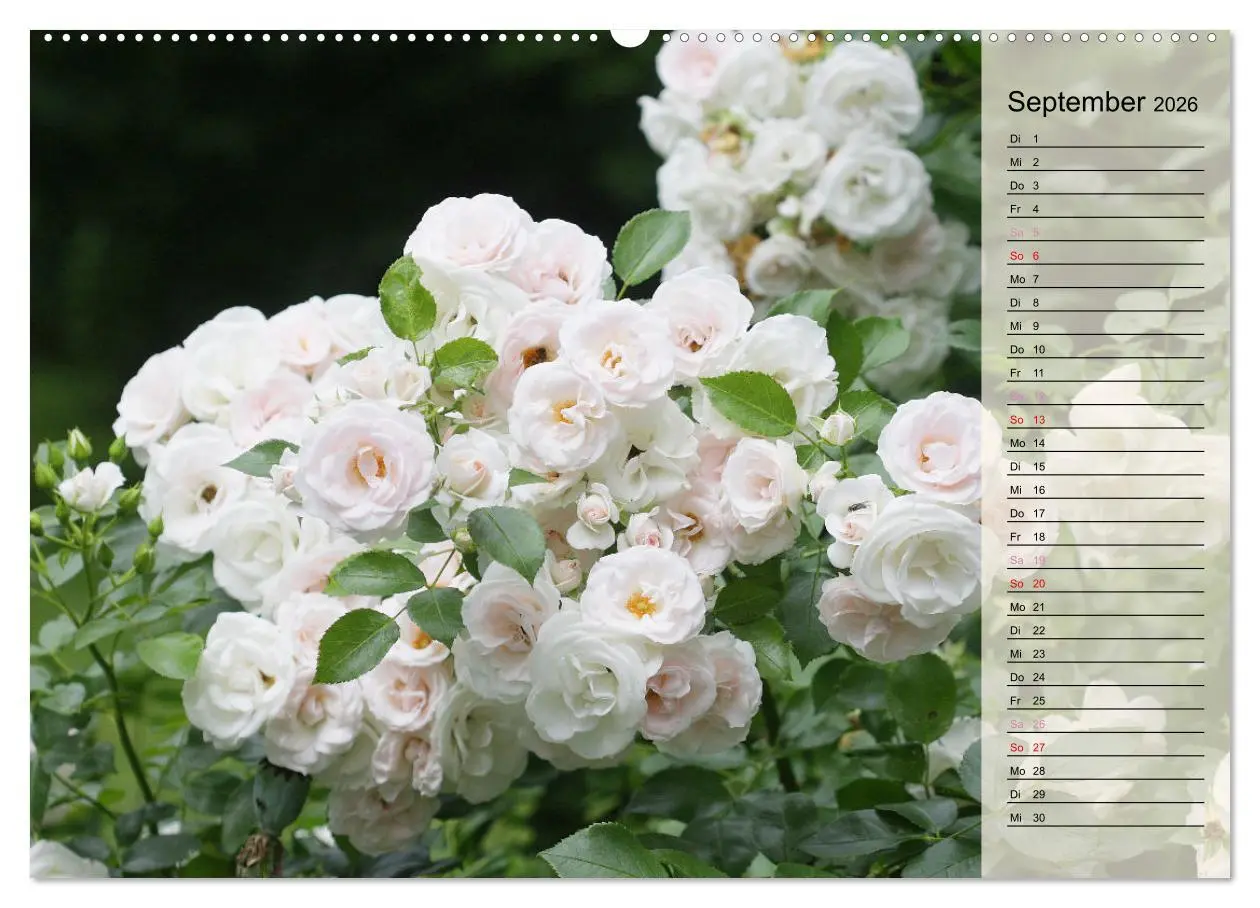 Bild: 9783457381687 | Rosensommer (hochwertiger Premium Wandkalender 2026 DIN A2 quer),...
