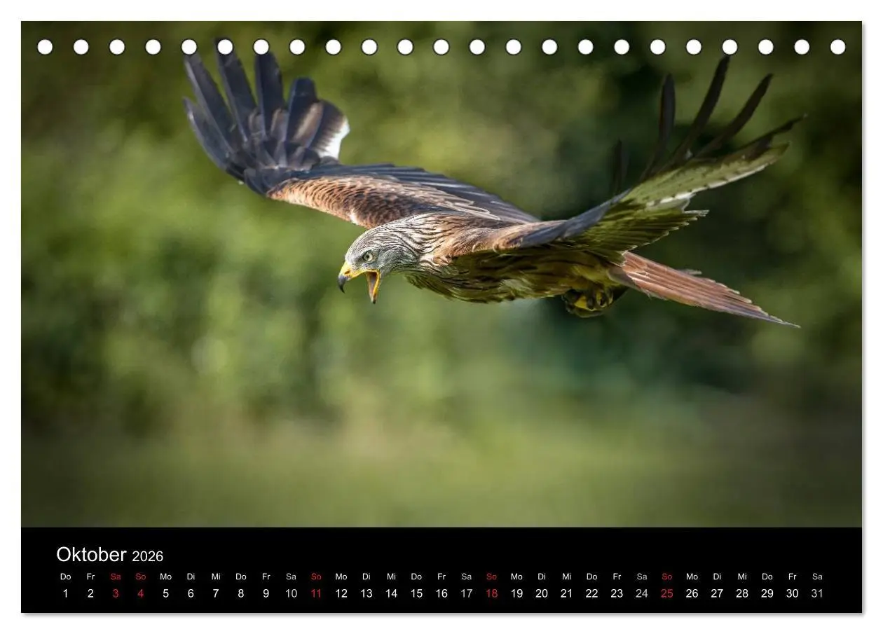 Bild: 9783516081787 | Schönheiten der Lüfte - Greifvögel (Tischkalender 2026 DIN A5...