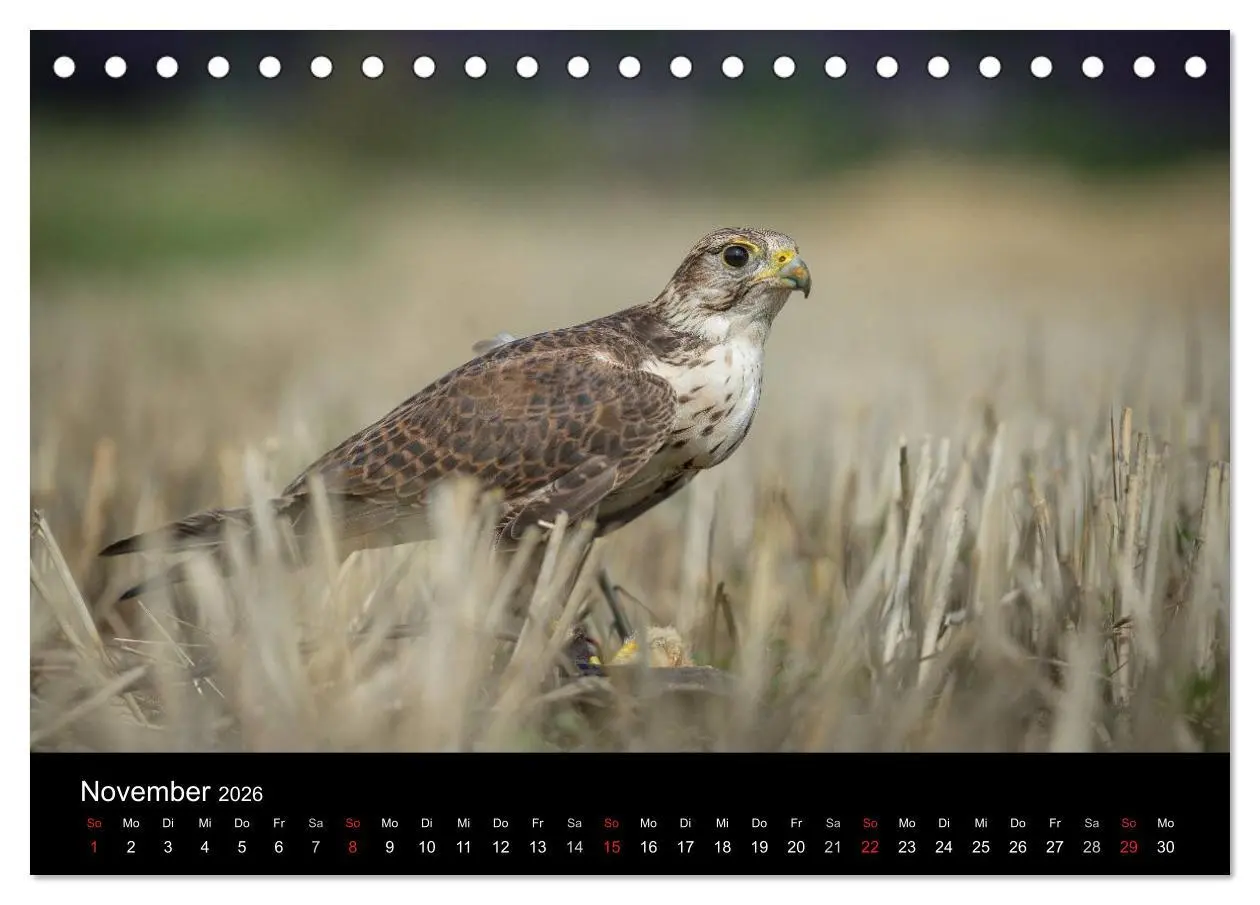 Bild: 9783516081787 | Schönheiten der Lüfte - Greifvögel (Tischkalender 2026 DIN A5...