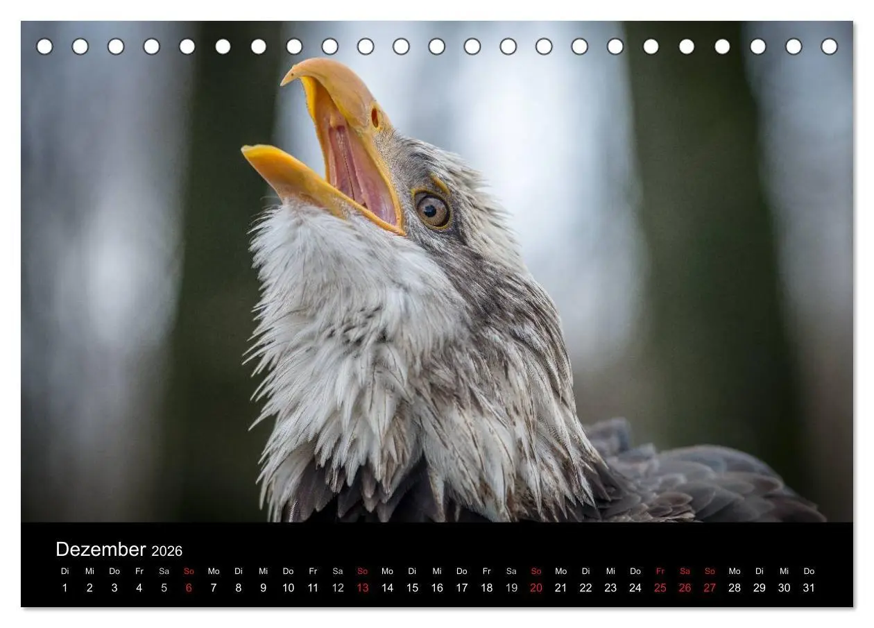 Bild: 9783516081787 | Schönheiten der Lüfte - Greifvögel (Tischkalender 2026 DIN A5...