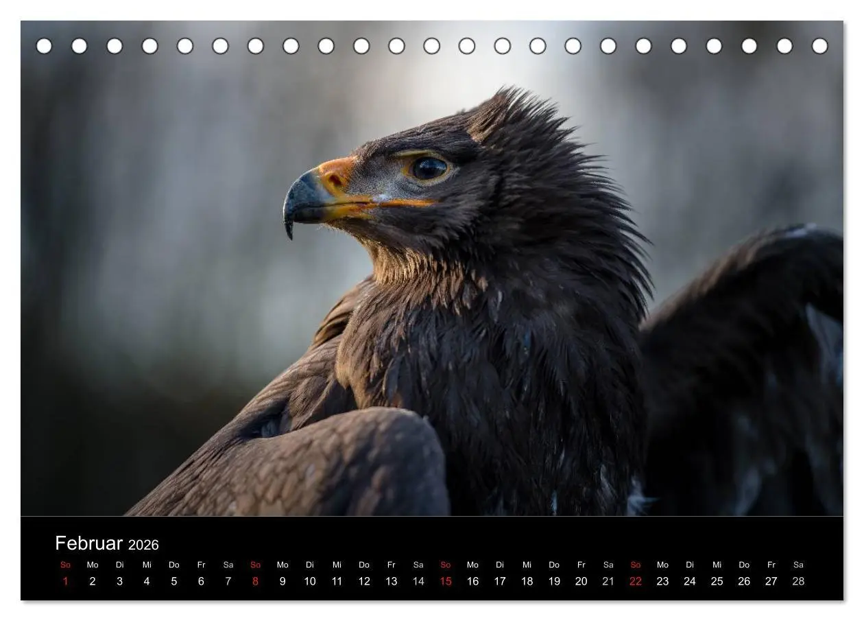 Bild: 9783516081787 | Schönheiten der Lüfte - Greifvögel (Tischkalender 2026 DIN A5...
