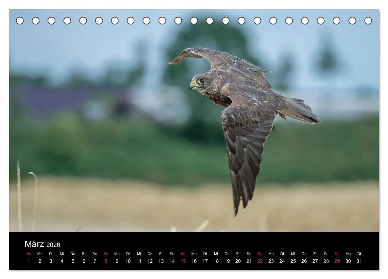 Bild: 9783516081787 | Schönheiten der Lüfte - Greifvögel (Tischkalender 2026 DIN A5...
