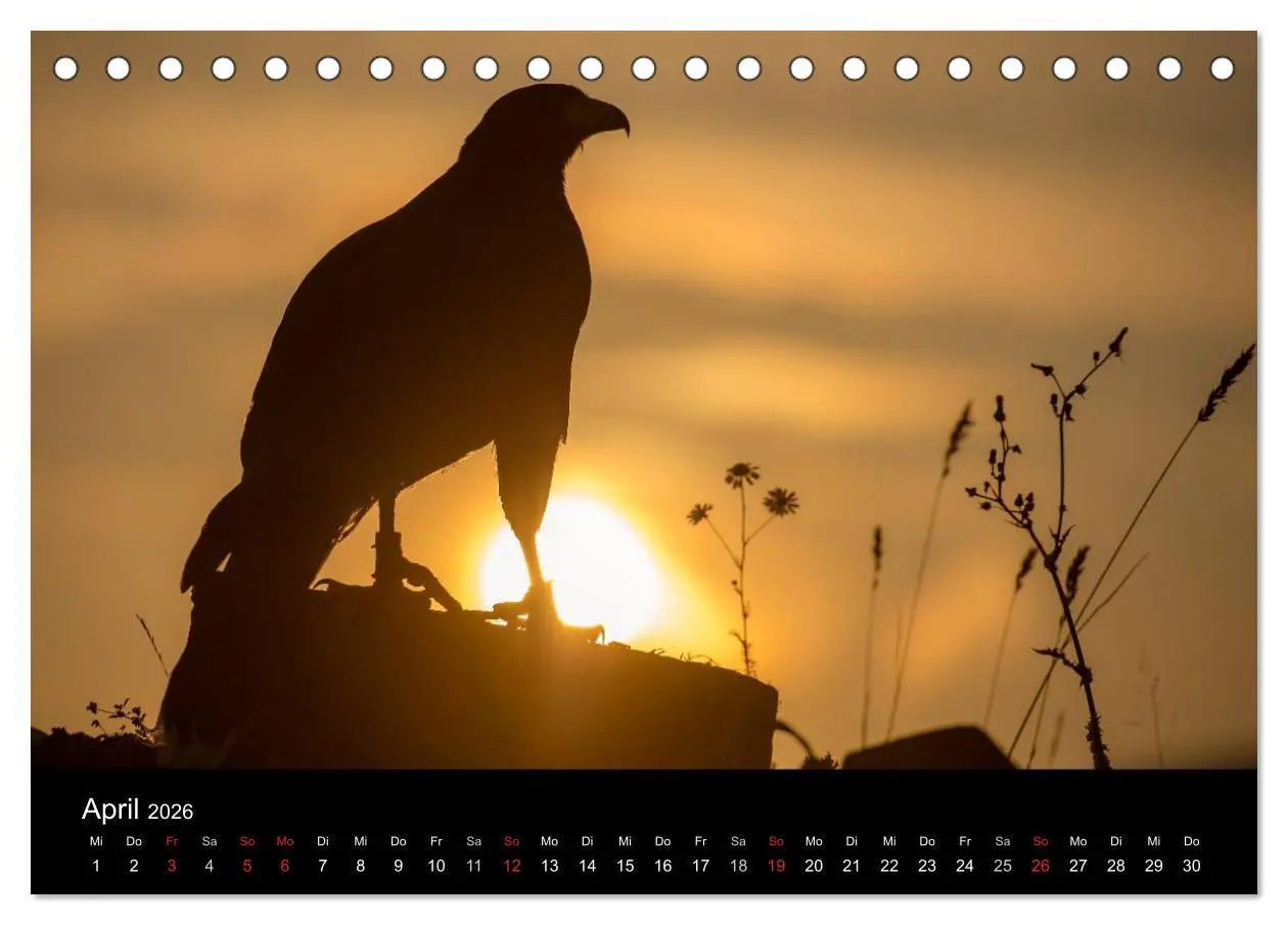 Bild: 9783516081787 | Schönheiten der Lüfte - Greifvögel (Tischkalender 2026 DIN A5...