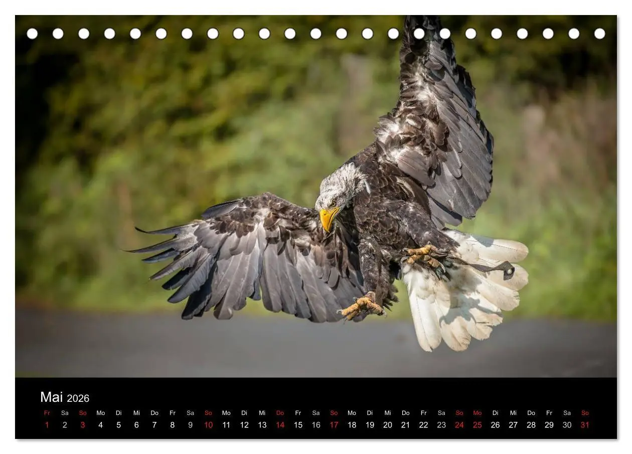 Bild: 9783516081787 | Schönheiten der Lüfte - Greifvögel (Tischkalender 2026 DIN A5...
