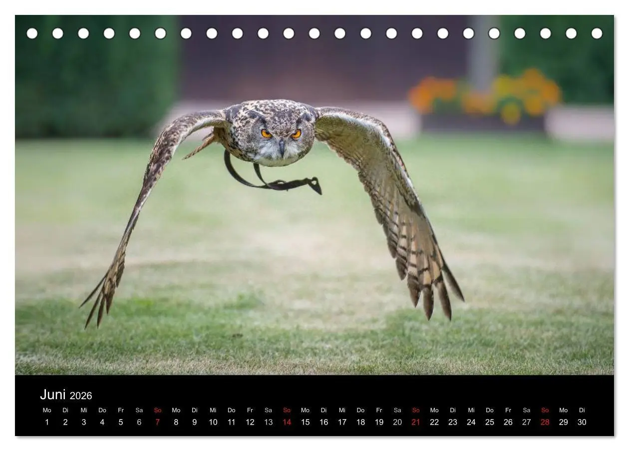 Bild: 9783516081787 | Schönheiten der Lüfte - Greifvögel (Tischkalender 2026 DIN A5...