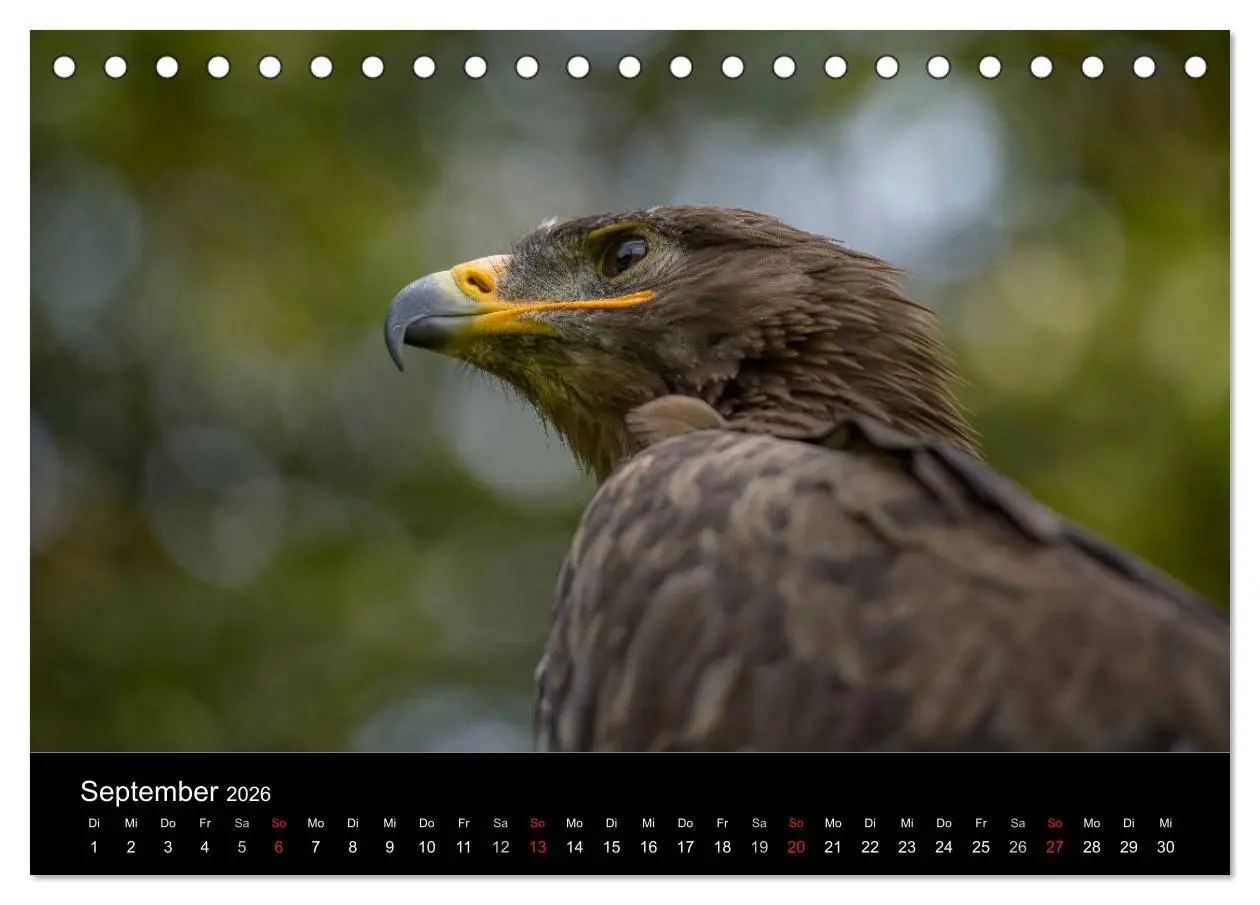 Bild: 9783516081787 | Schönheiten der Lüfte - Greifvögel (Tischkalender 2026 DIN A5...