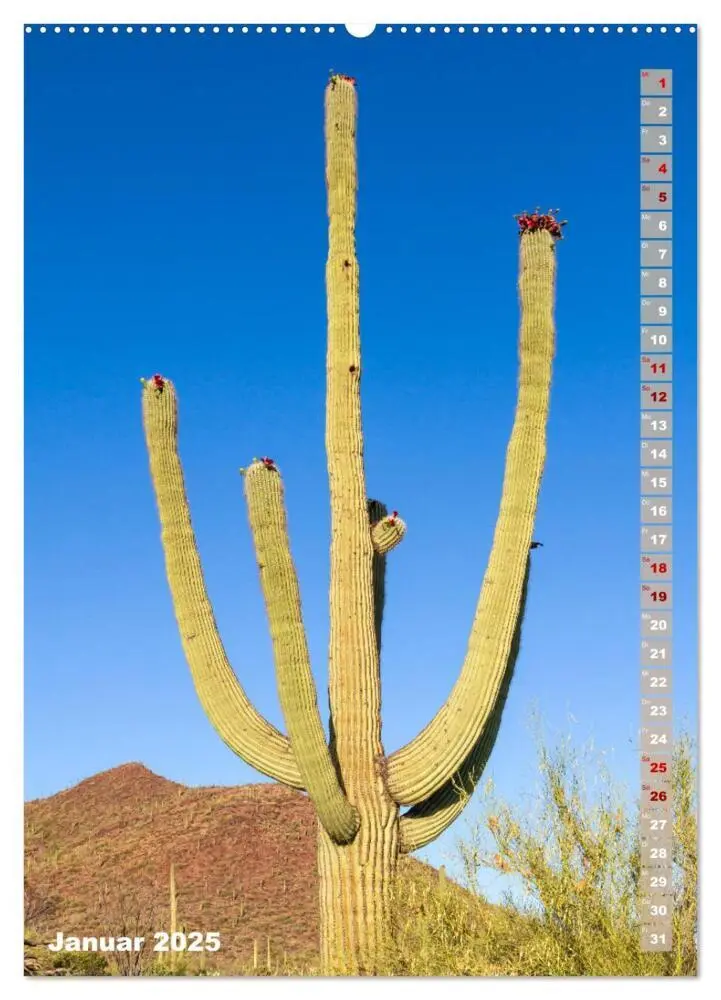 Bild: 9783435961887 | SAGUARO NATIONAL PARK Wüstenimpressionen aus Arizona (Wandkalender...