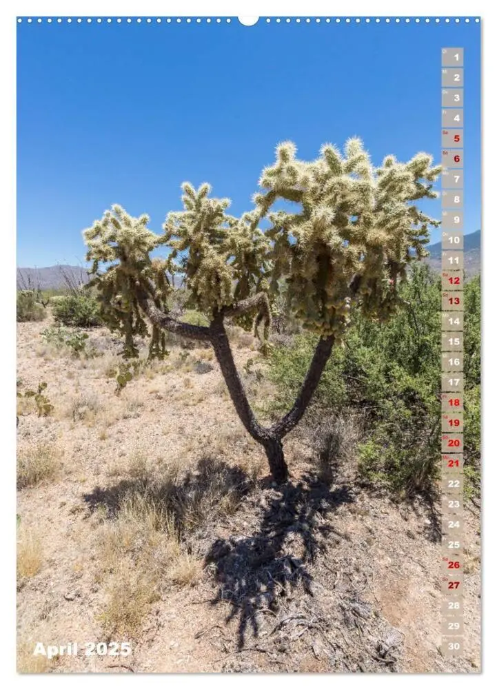 Bild: 9783435961887 | SAGUARO NATIONAL PARK Wüstenimpressionen aus Arizona (Wandkalender...