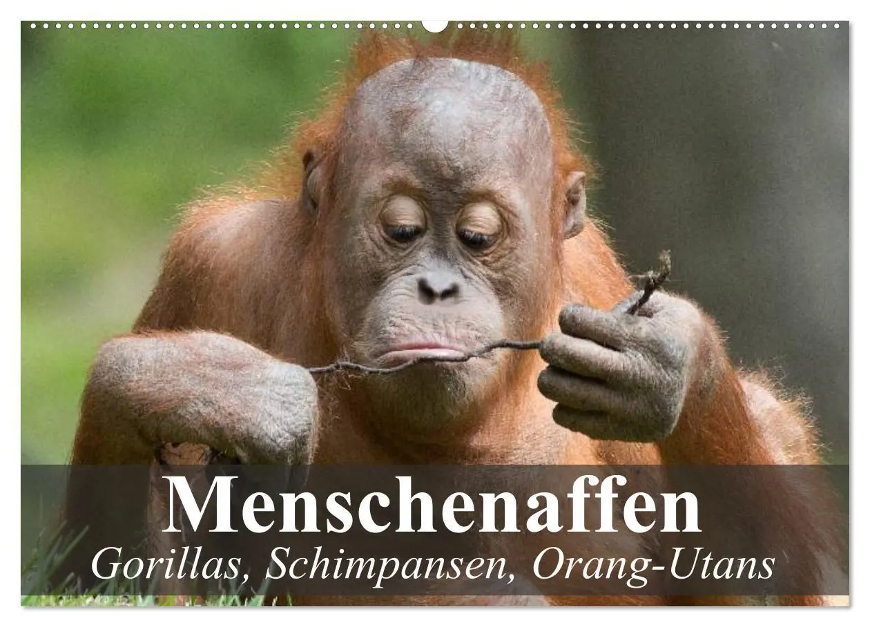 Cover: 9783516071887 | Menschenaffen. Gorillas, Schimpansen, Orang-Utans (Wandkalender...