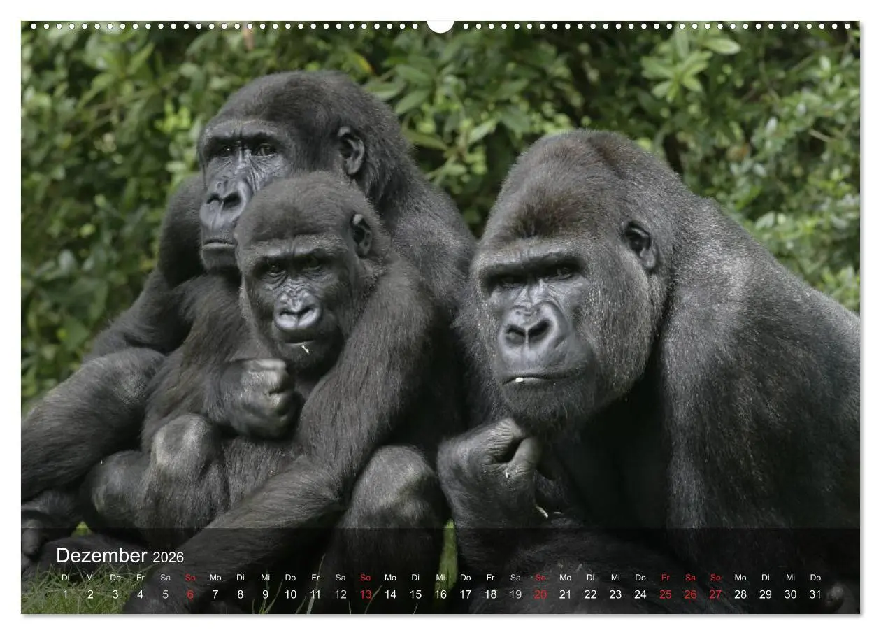 Bild: 9783516071887 | Menschenaffen. Gorillas, Schimpansen, Orang-Utans (Wandkalender...