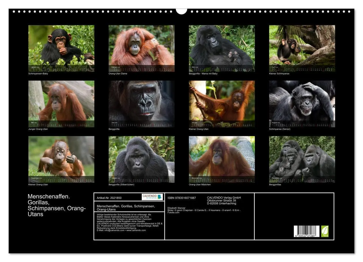 Bild: 9783516071887 | Menschenaffen. Gorillas, Schimpansen, Orang-Utans (Wandkalender...