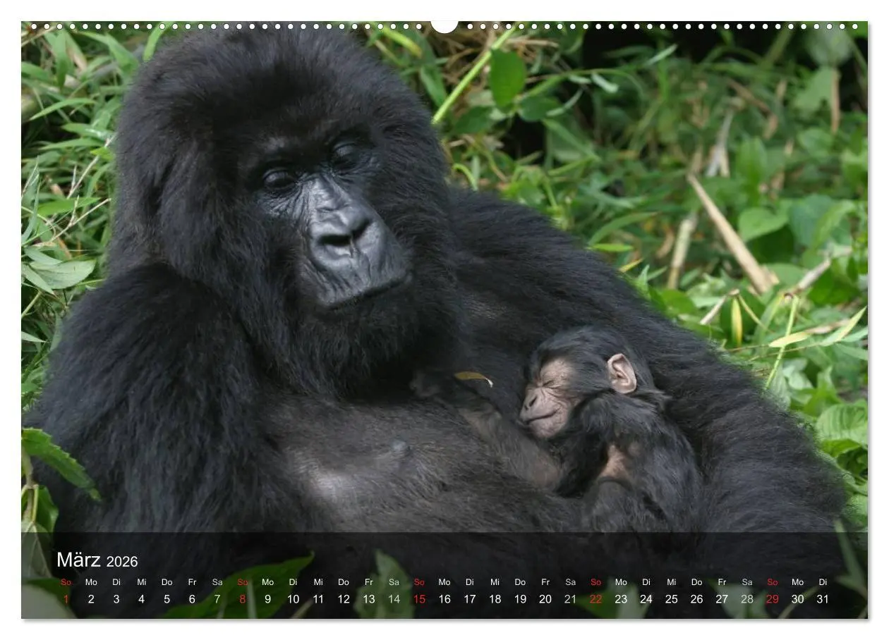 Bild: 9783516071887 | Menschenaffen. Gorillas, Schimpansen, Orang-Utans (Wandkalender...