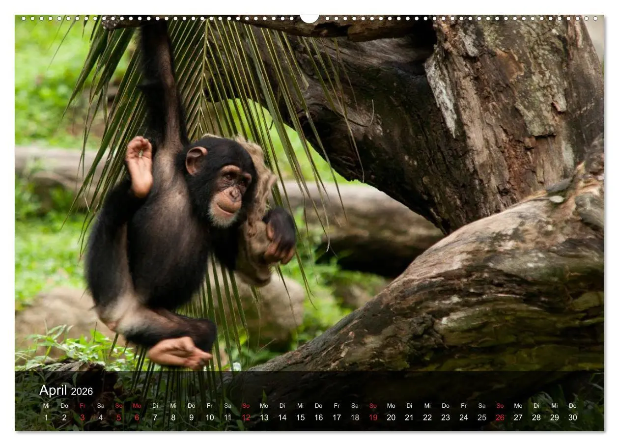 Bild: 9783516071887 | Menschenaffen. Gorillas, Schimpansen, Orang-Utans (Wandkalender...