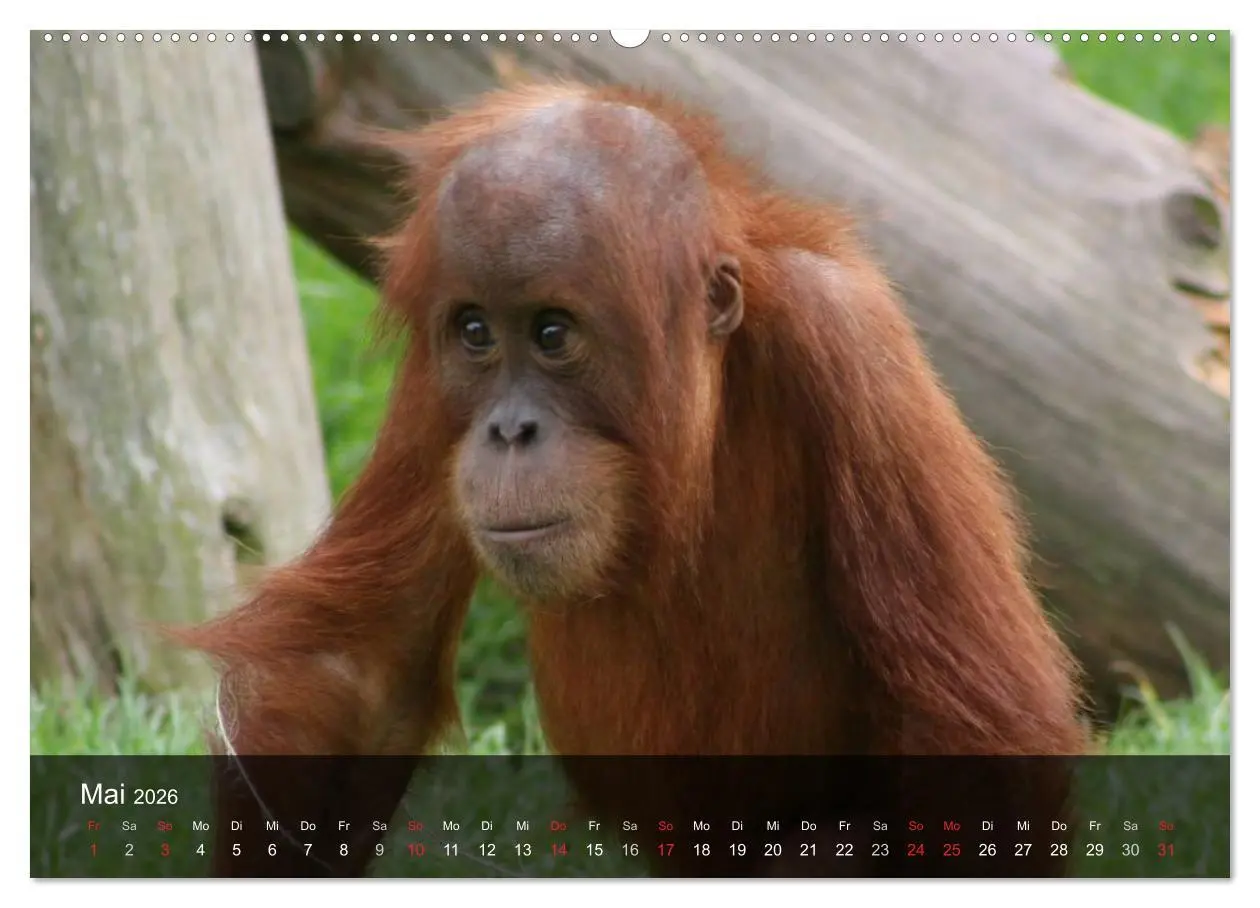 Bild: 9783516071887 | Menschenaffen. Gorillas, Schimpansen, Orang-Utans (Wandkalender...