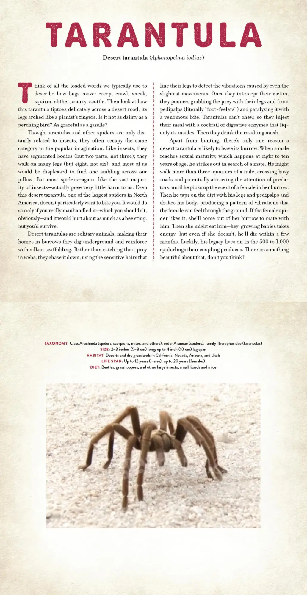 Bild: 9781523532087 | Bugs | A Photicular Book | Dan Kainen (u. a.) | Buch | Photicular