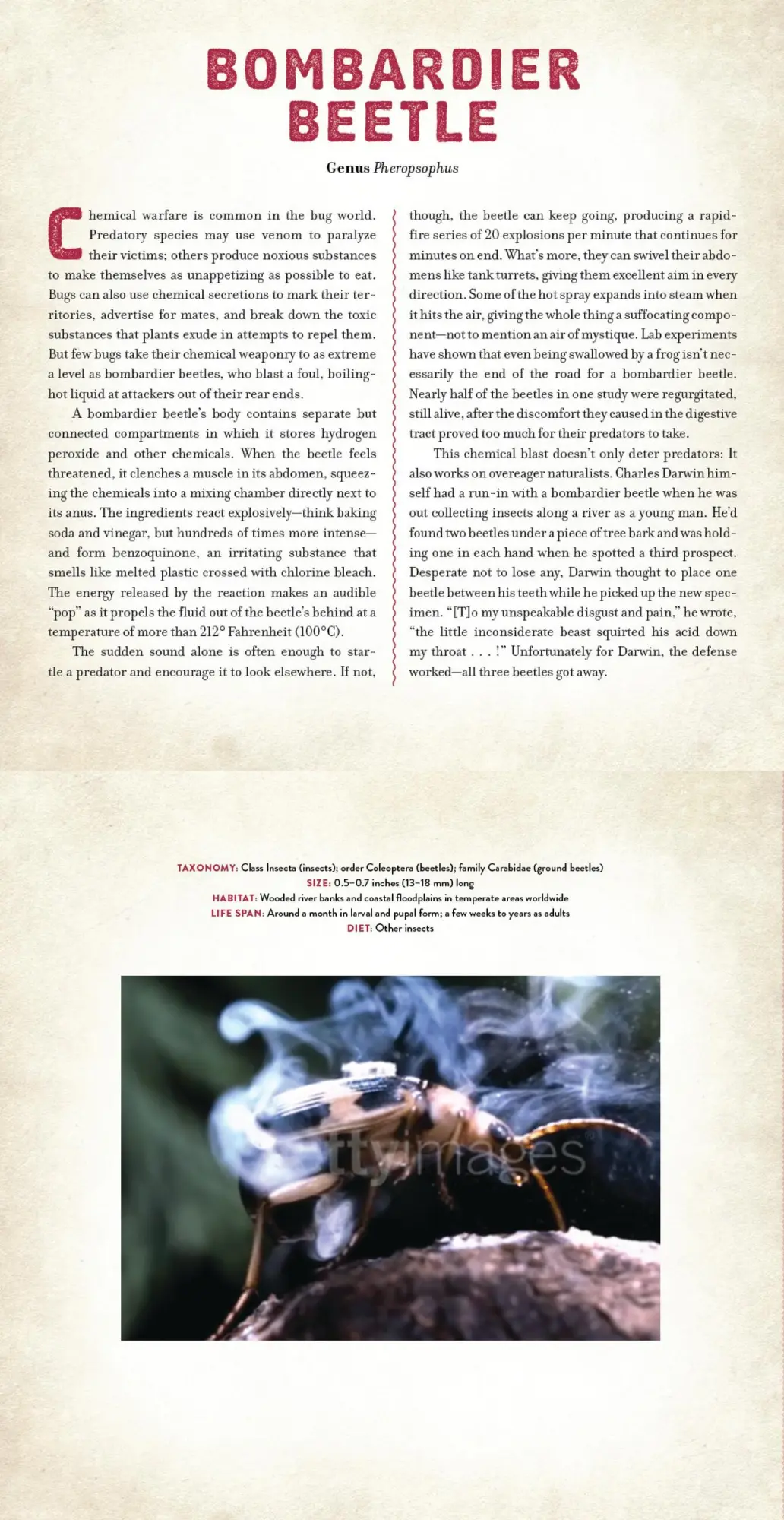 Bild: 9781523532087 | Bugs | A Photicular Book | Dan Kainen (u. a.) | Buch | Photicular