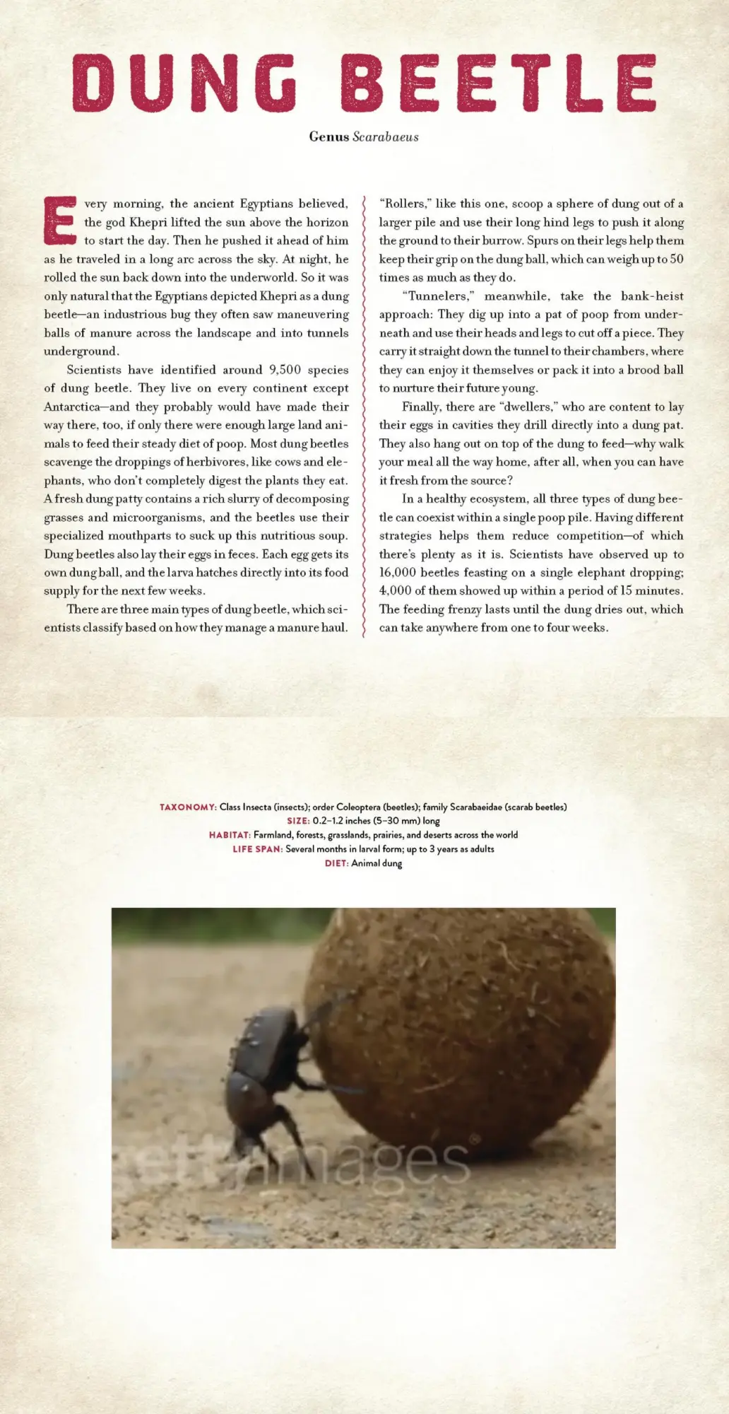 Bild: 9781523532087 | Bugs | A Photicular Book | Dan Kainen (u. a.) | Buch | Photicular