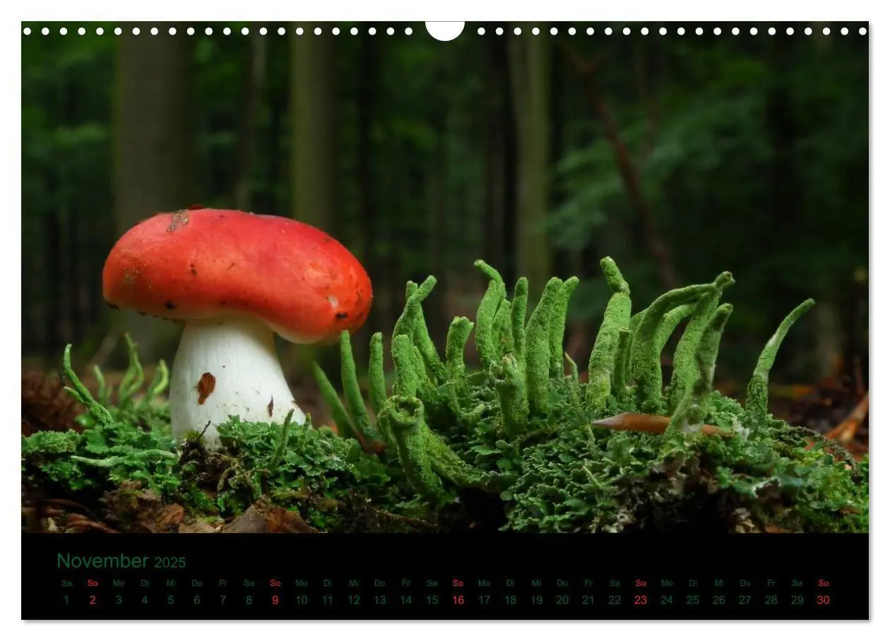 Bild: 9783435832187 | Im Reich der Pilze (Wandkalender 2025 DIN A3 quer), CALVENDO...