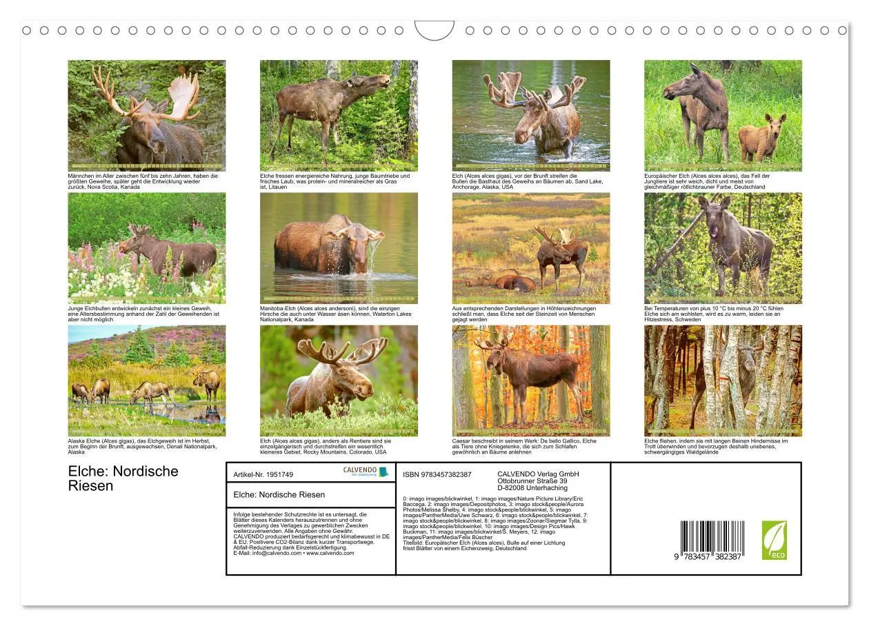 Bild: 9783457382387 | Elche: Nordische Riesen (Wandkalender 2026 DIN A3 quer), CALVENDO...
