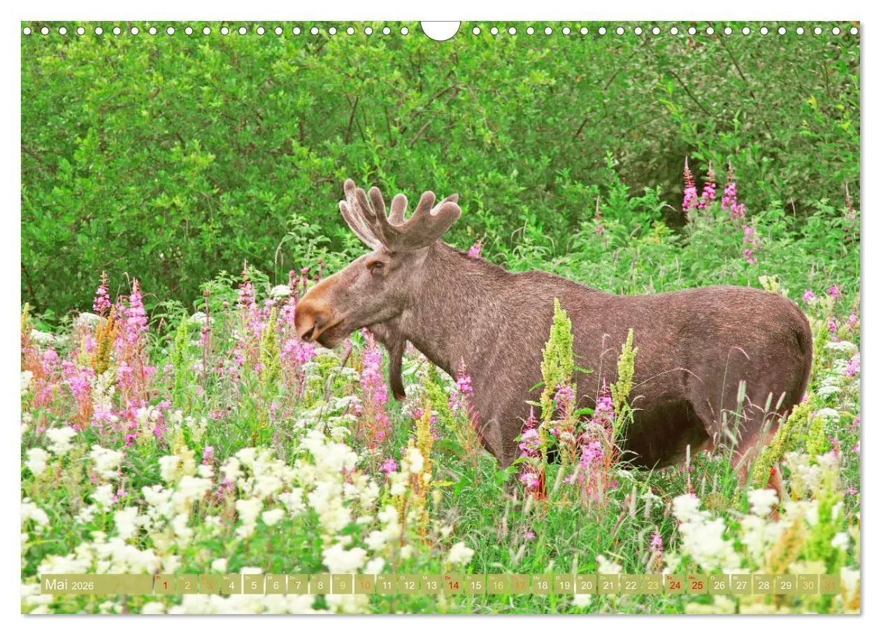Bild: 9783457382387 | Elche: Nordische Riesen (Wandkalender 2026 DIN A3 quer), CALVENDO...