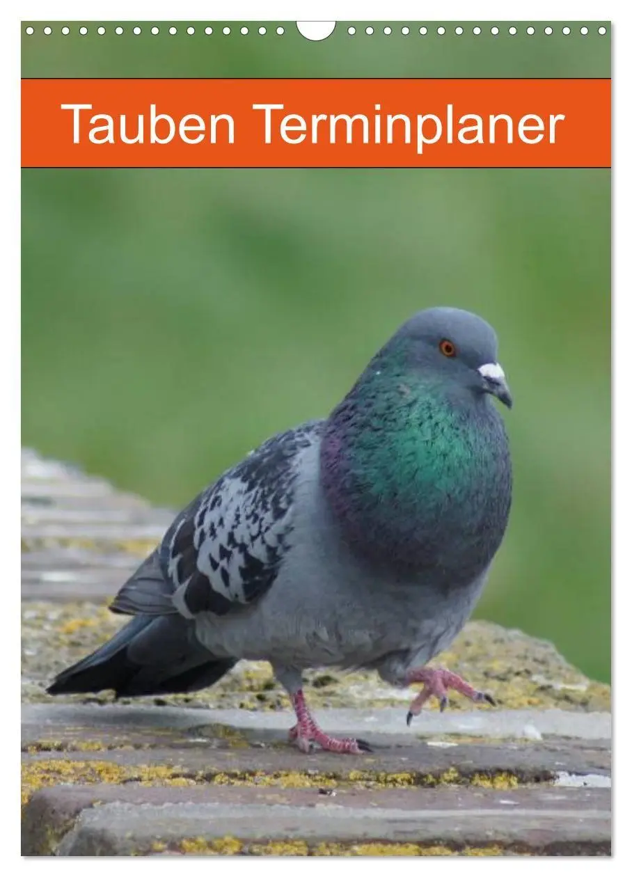 Cover: 9783569942387 | Tauben Terminplaner (Wandkalender 2027 DIN A3 hoch), CALVENDO...