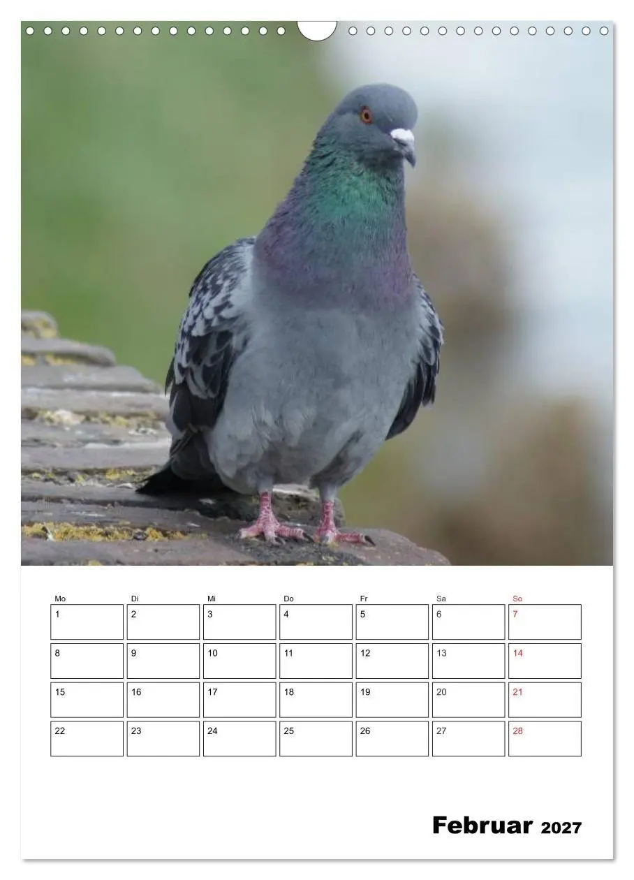 Bild: 9783569942387 | Tauben Terminplaner (Wandkalender 2027 DIN A3 hoch), CALVENDO...