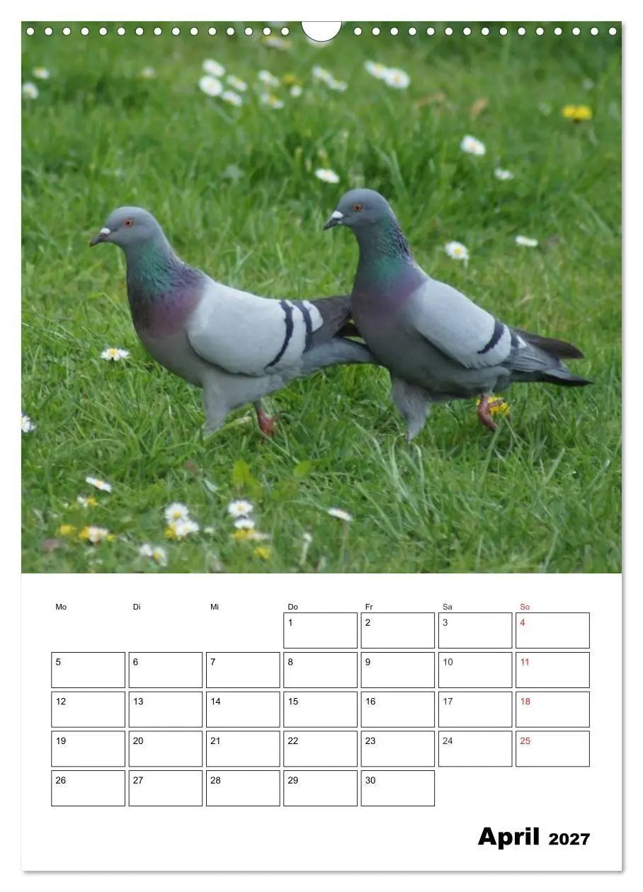 Bild: 9783569942387 | Tauben Terminplaner (Wandkalender 2027 DIN A3 hoch), CALVENDO...
