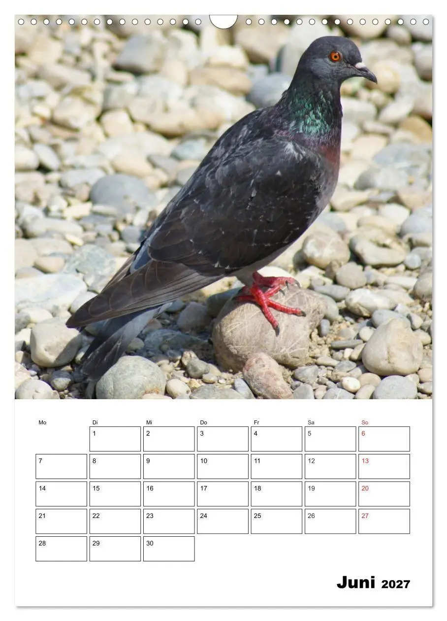 Bild: 9783569942387 | Tauben Terminplaner (Wandkalender 2027 DIN A3 hoch), CALVENDO...
