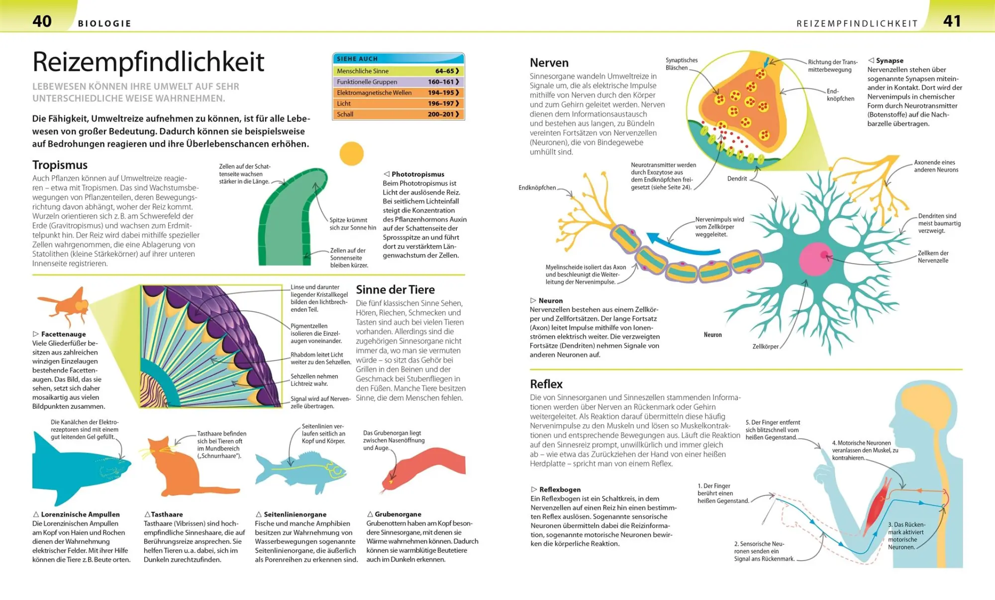 Bild: 9783831032587 | Biologie, Chemie, Physik für Eltern | DK Verlag | Taschenbuch | 264 S.