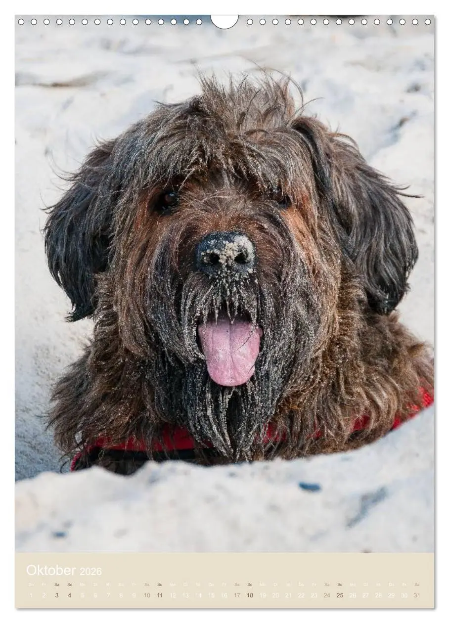 Bild: 9783516432787 | Briard-Gesichter (Wandkalender 2026 DIN A3 hoch), CALVENDO...