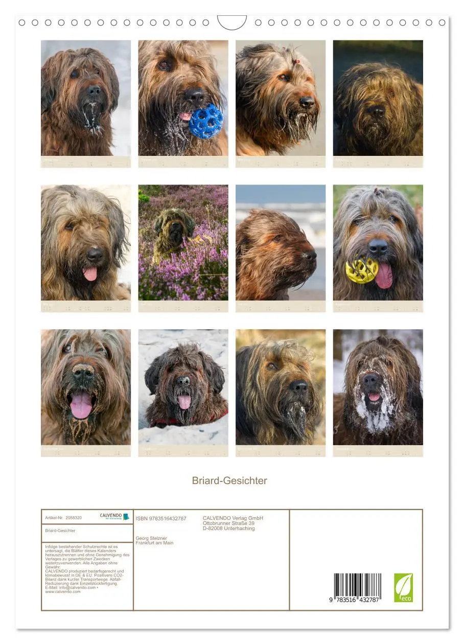 Bild: 9783516432787 | Briard-Gesichter (Wandkalender 2026 DIN A3 hoch), CALVENDO...
