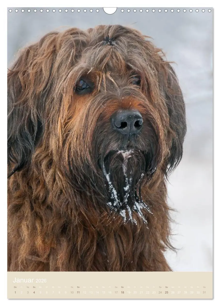 Bild: 9783516432787 | Briard-Gesichter (Wandkalender 2026 DIN A3 hoch), CALVENDO...