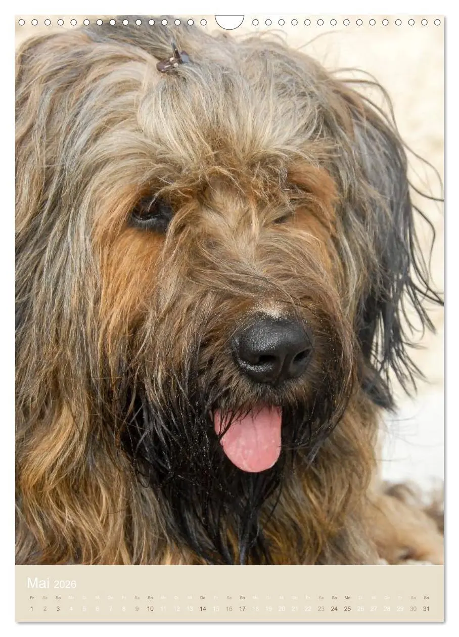 Bild: 9783516432787 | Briard-Gesichter (Wandkalender 2026 DIN A3 hoch), CALVENDO...