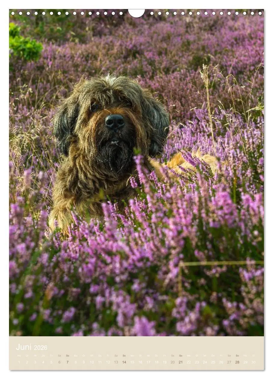 Bild: 9783516432787 | Briard-Gesichter (Wandkalender 2026 DIN A3 hoch), CALVENDO...
