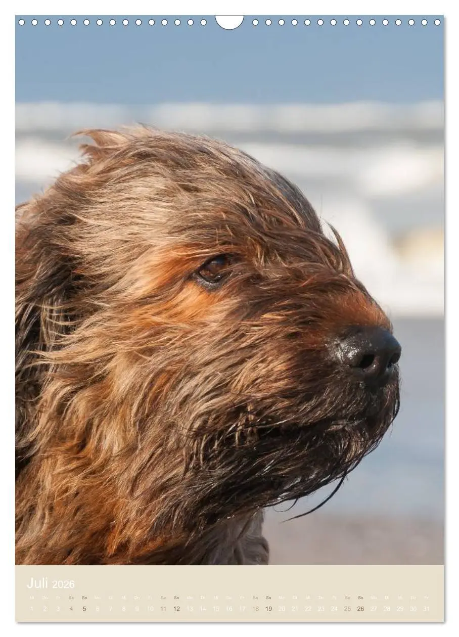 Bild: 9783516432787 | Briard-Gesichter (Wandkalender 2026 DIN A3 hoch), CALVENDO...