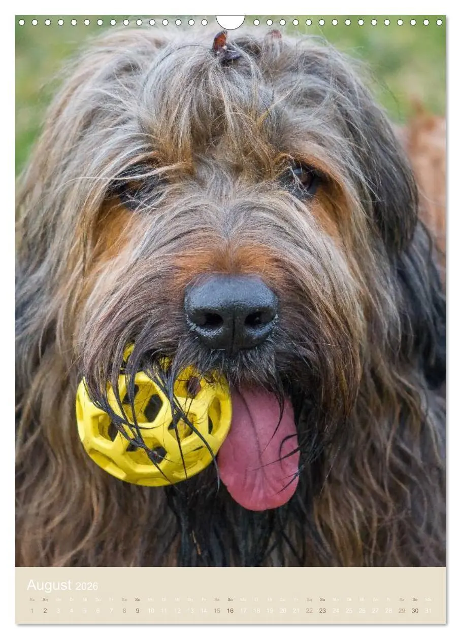 Bild: 9783516432787 | Briard-Gesichter (Wandkalender 2026 DIN A3 hoch), CALVENDO...