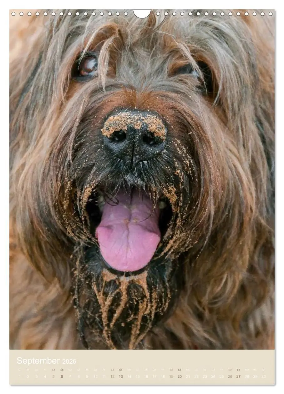 Bild: 9783516432787 | Briard-Gesichter (Wandkalender 2026 DIN A3 hoch), CALVENDO...