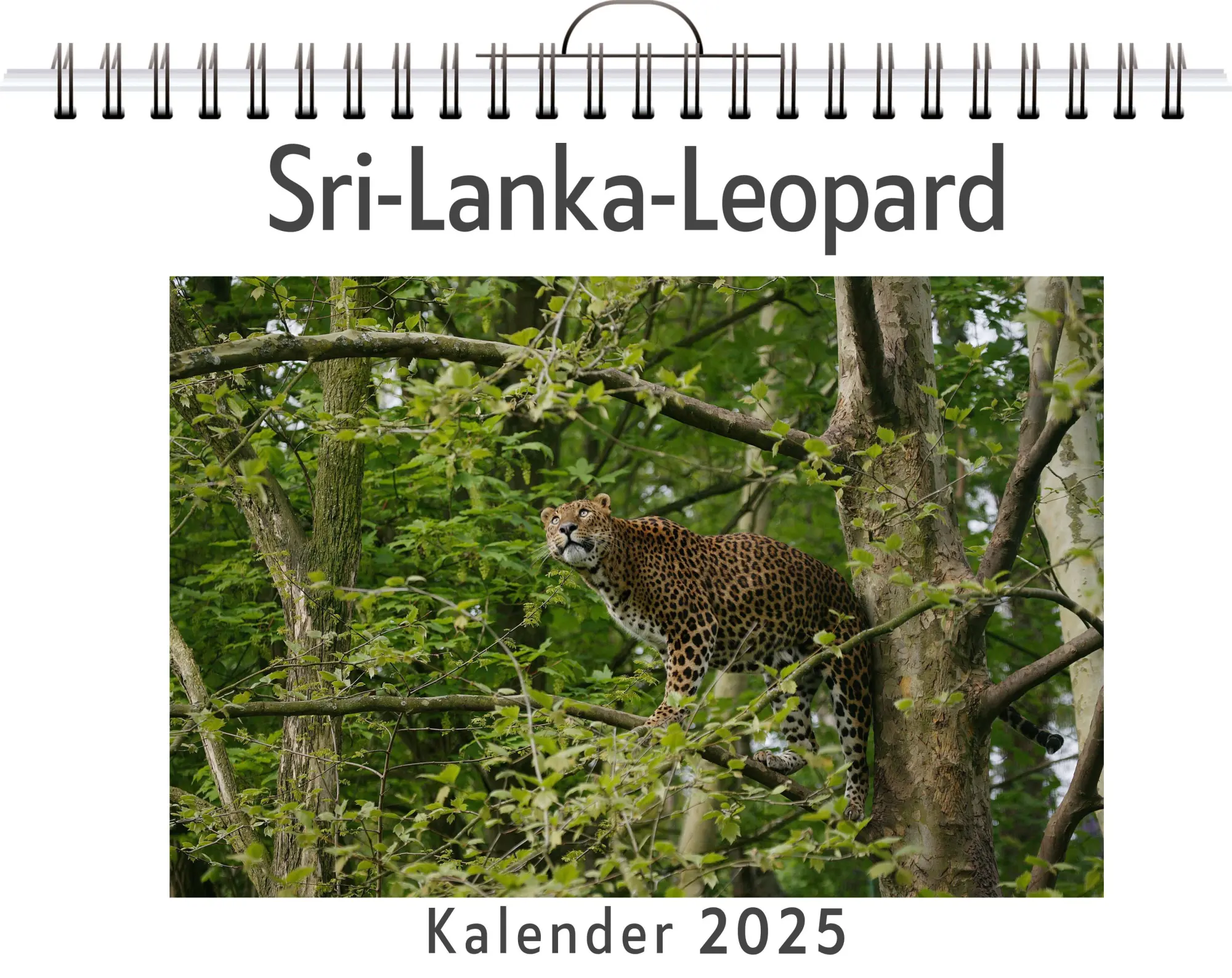 Cover: 9783759132987 | Sri-Lanka-Leopard | Lily Günther | Kalender | Kalender | 14 S.