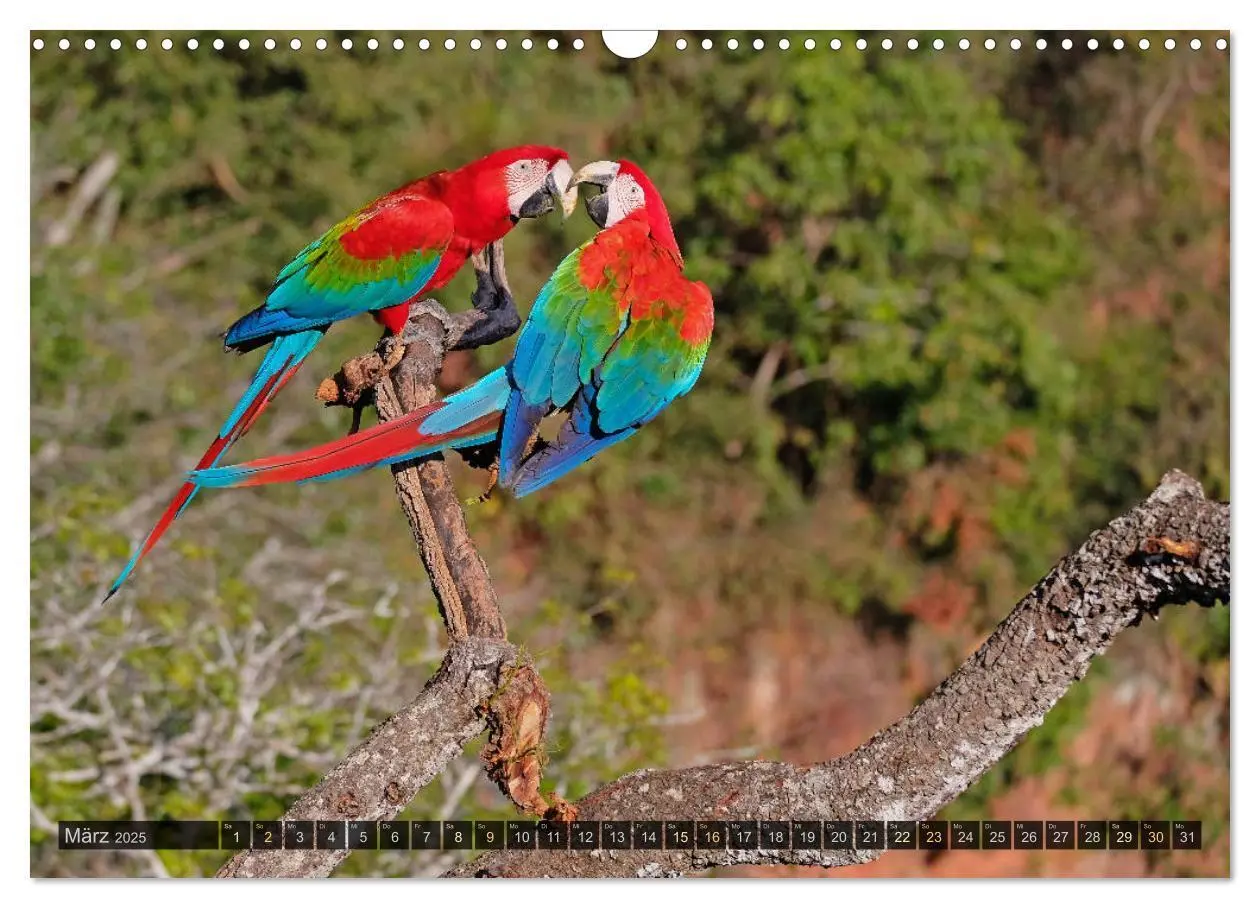 Bild: 9783435123087 | Tiere im Pantanal - viaje.ch (Wandkalender 2025 DIN A3 quer),...