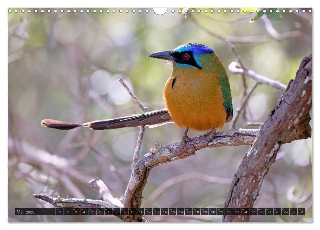 Bild: 9783435123087 | Tiere im Pantanal - viaje.ch (Wandkalender 2025 DIN A3 quer),...