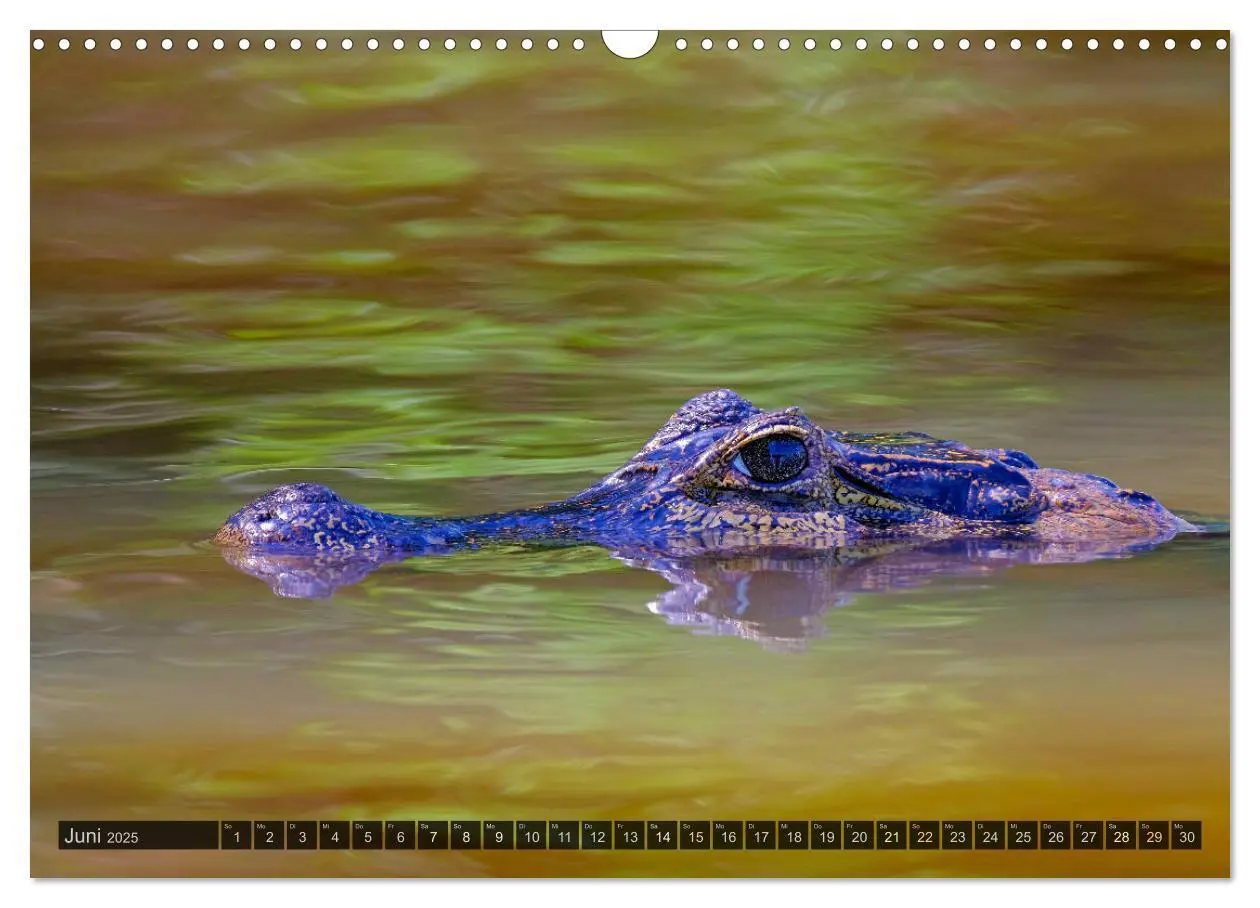 Bild: 9783435123087 | Tiere im Pantanal - viaje.ch (Wandkalender 2025 DIN A3 quer),...