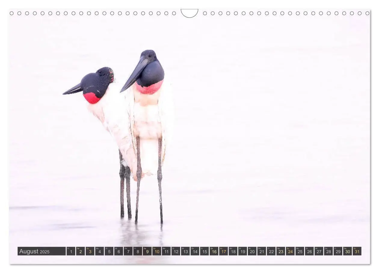 Bild: 9783435123087 | Tiere im Pantanal - viaje.ch (Wandkalender 2025 DIN A3 quer),...